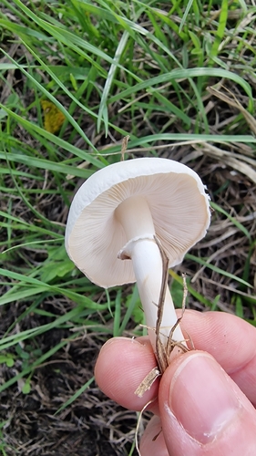 White Dapperling