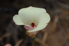 Calochortus simulans
