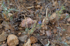 Eriastrum calocyanum