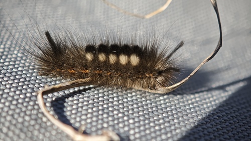 Larch Tussock Moth