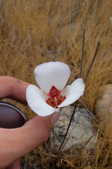 Calochortus simulans