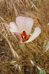 Calochortus simulans