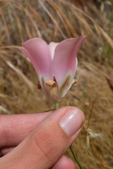 Calochortus simulans