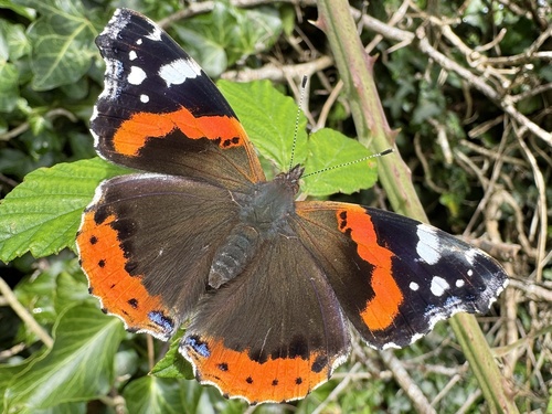 Red Admiral