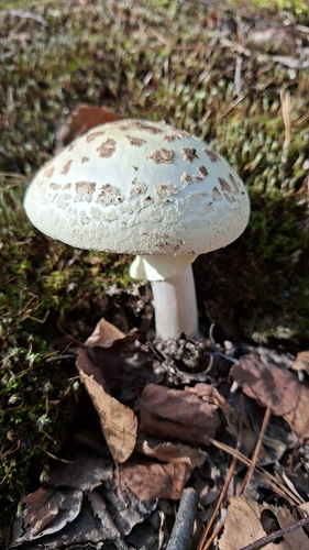 False Death-cap