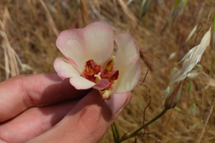 Calochortus simulans