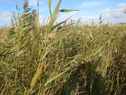 common reed