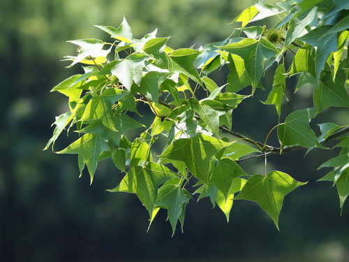 Liquidambar formosana