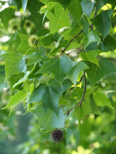 Liquidambar formosana, photograph 1
