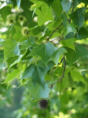 Liquidambar formosana, photograph author not stated, no rights reserved