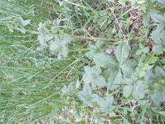 Potentilla chrysantha