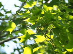 Liquidambar formosana, photograph author not stated, no rights reserved