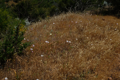 Calochortus simulans