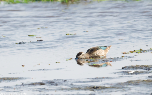 iNaturalist image