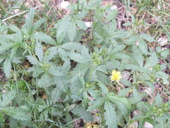 Potentilla chrysantha