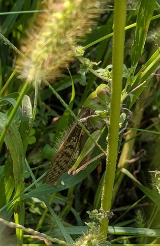 Migratory Locust