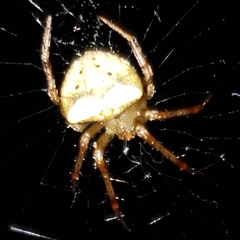 Araneus miniatus