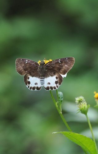 White-striped Snow Flat