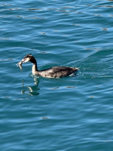 Great Crested Grebe