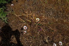 Calochortus simulans