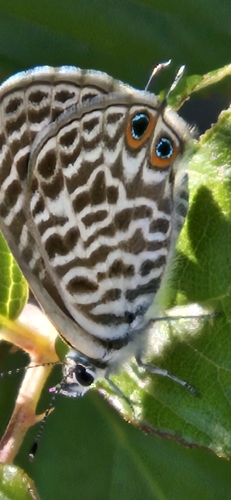 Lang's Short-tailed Blue