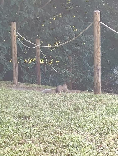 Eastern Gray Squirrel