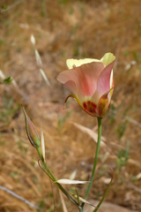 Calochortus simulans