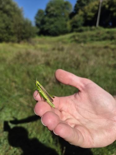 Leek Grasshopper