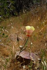 Calochortus simulans