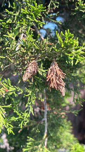 Evergreen Bagworm Moth