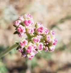 Eriogonum fasciculatum foliolosum
