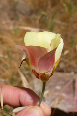 Calochortus simulans