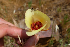 Calochortus simulans