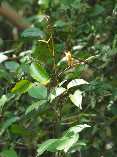 Zanthoxylum nitidum