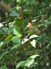 Zanthoxylum nitidum, photograph author not stated, no rights reserved