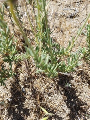 Eriogonum fasciculatum foliolosum