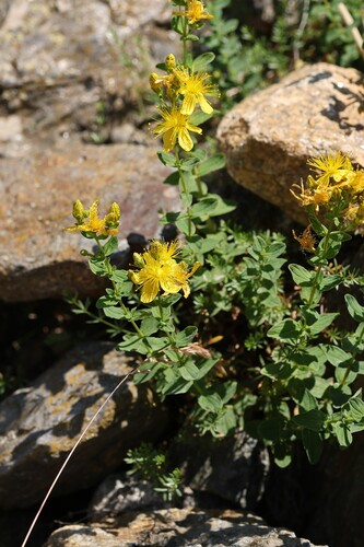 Hypericum maculatum, photograph 2