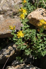 Hypericum maculatum, photograph (c) Antoine Thivolle, some rights reserved (CC BY)