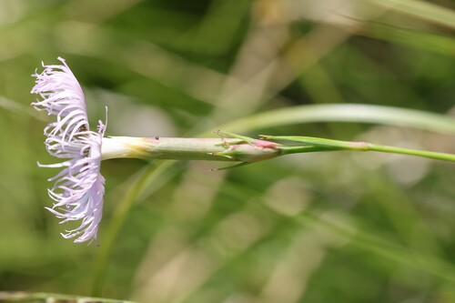 Dianthus hyssopifolius, photograph 2