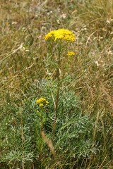 Jacobaea adonidifolia
