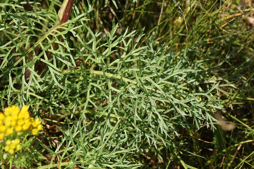 Jacobaea adonidifolia; photograph (c) Antoine Thivolle, some rights reserved (CC BY)