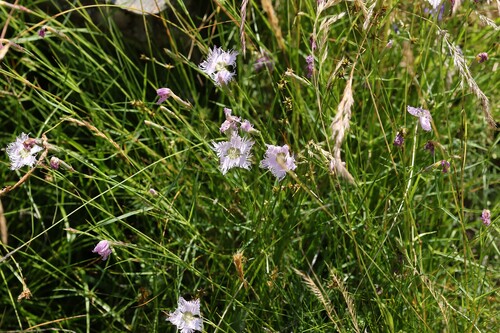 Dianthus hyssopifolius, photograph 1