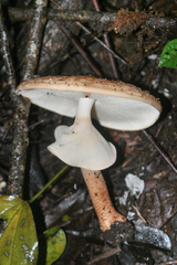 Echinoderma hemisclerum
