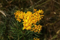 (c) Antoine Thivolle, some rights reserved (CC BY) Jacobaea adonidifolia, photograph (c) Antoine Thivolle, some rights reserved (CC BY)