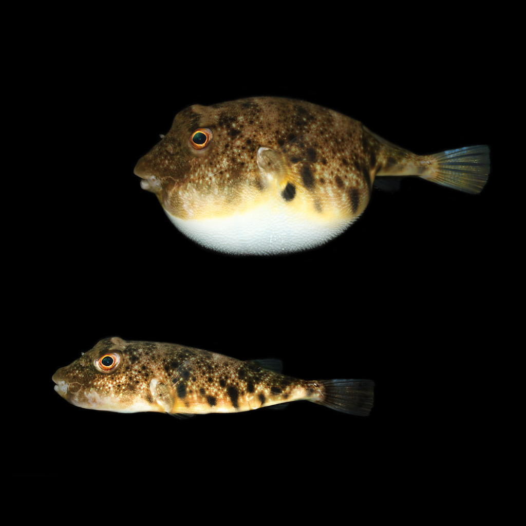 Northern Puffer