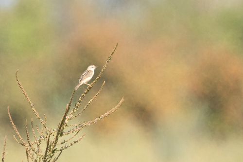 Zitting Cisticola