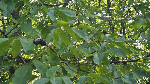Persian walnut