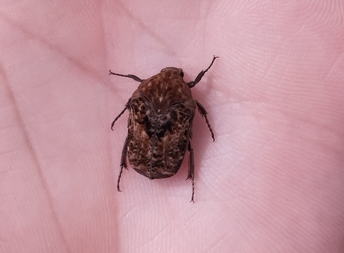 Gymnetis hebraica