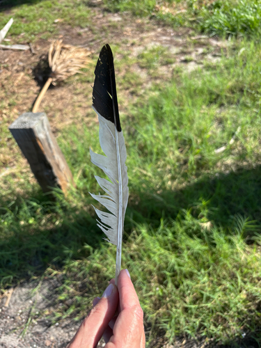 Plume de Ibis blanc