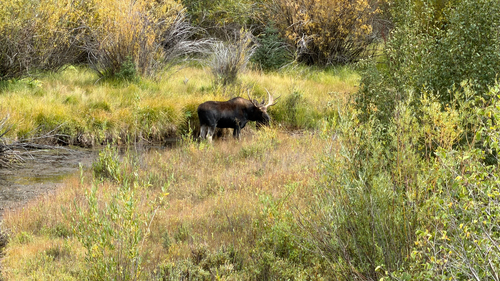 Moose